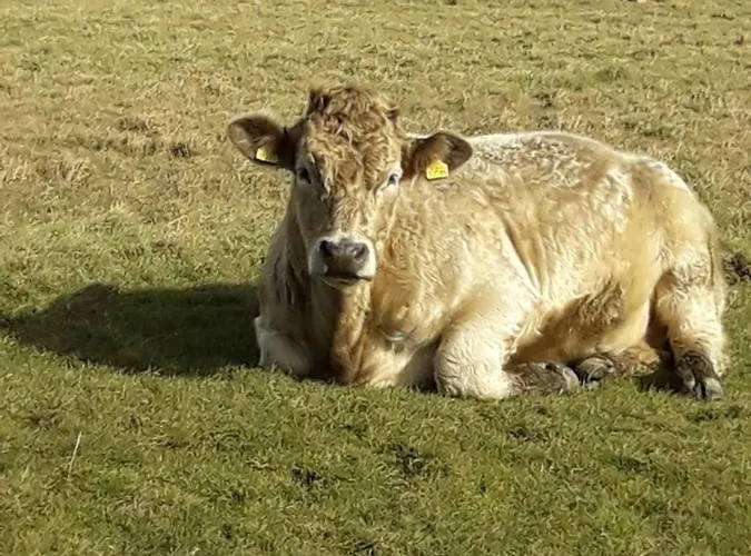 Dubhlinn House 3* Doolin